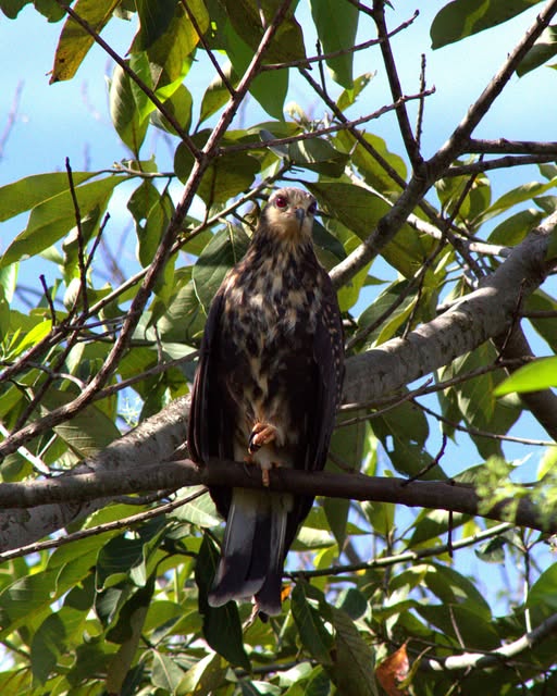 Ave escura observando a paisagem entre os galhos de uma árvore