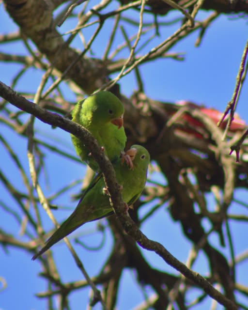 Duas aves verdes entre galhos