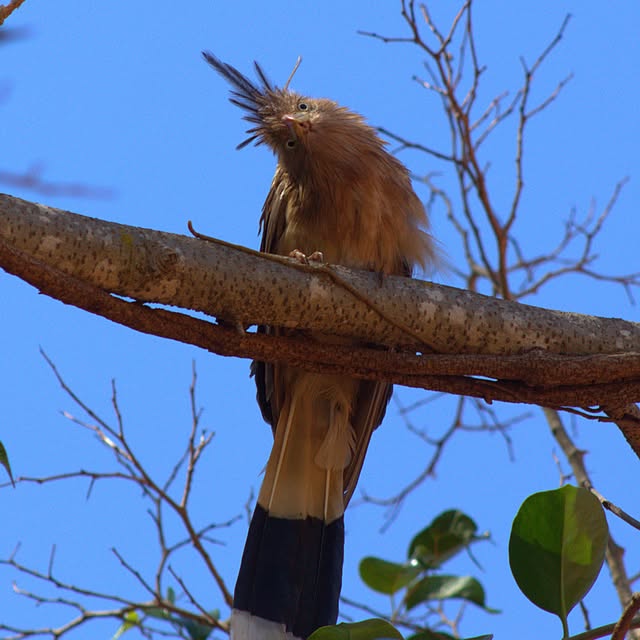 Ave de plumagem marrom pousada num galho contra o céu azul