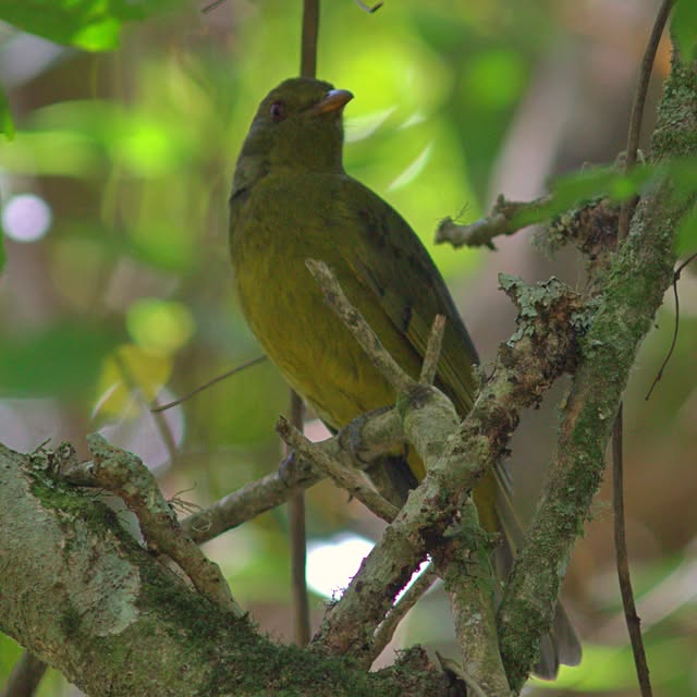 Ave verde pousada entre galhos com folhas iluminadas